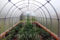 Szklarnia ogrodowa firmy Botanic Luks Krab tunel ogrodowy w środku