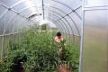 Kobieta w szklarni ogrodowej firmy Botanic Luks krab